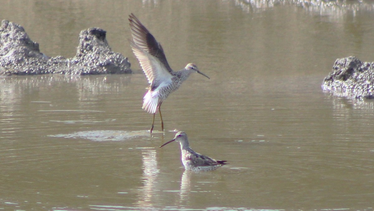 Stilt Sandpiper - ML641407502