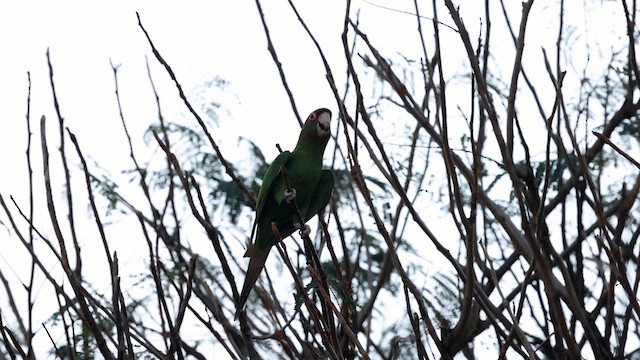 Mitred Parakeet - ML641407513