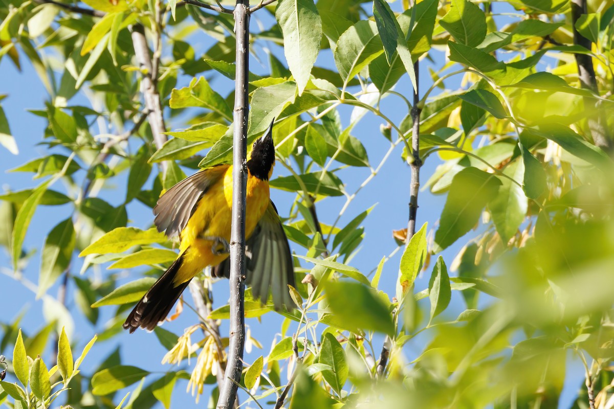Hooded Oriole - ML641407534
