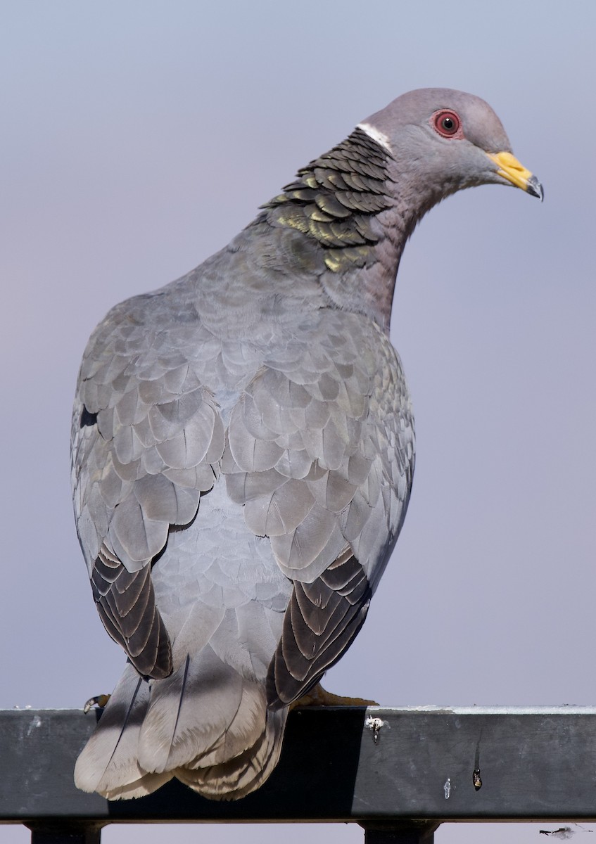 Band-tailed Pigeon - ML641407537