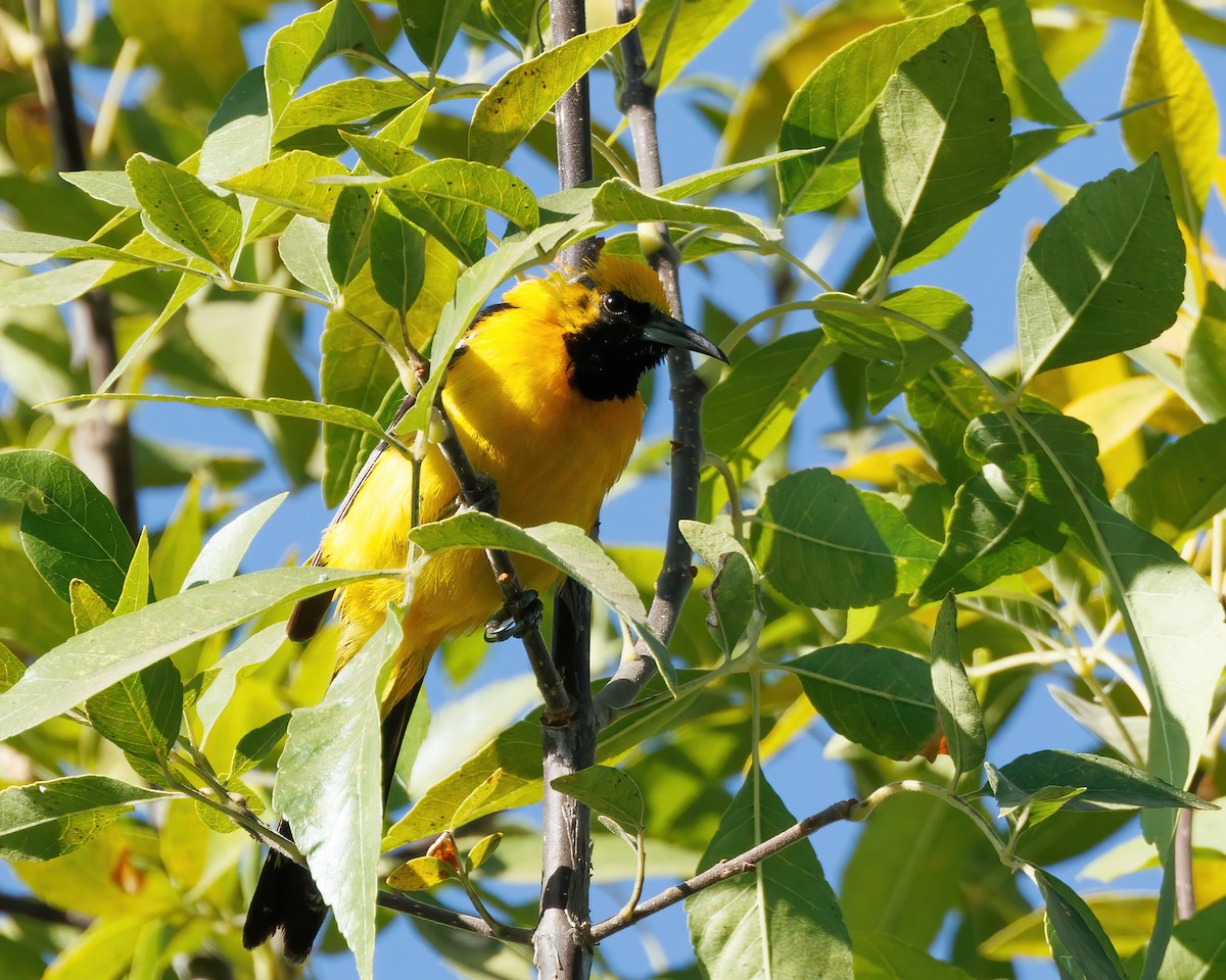 Hooded Oriole - ML641407542