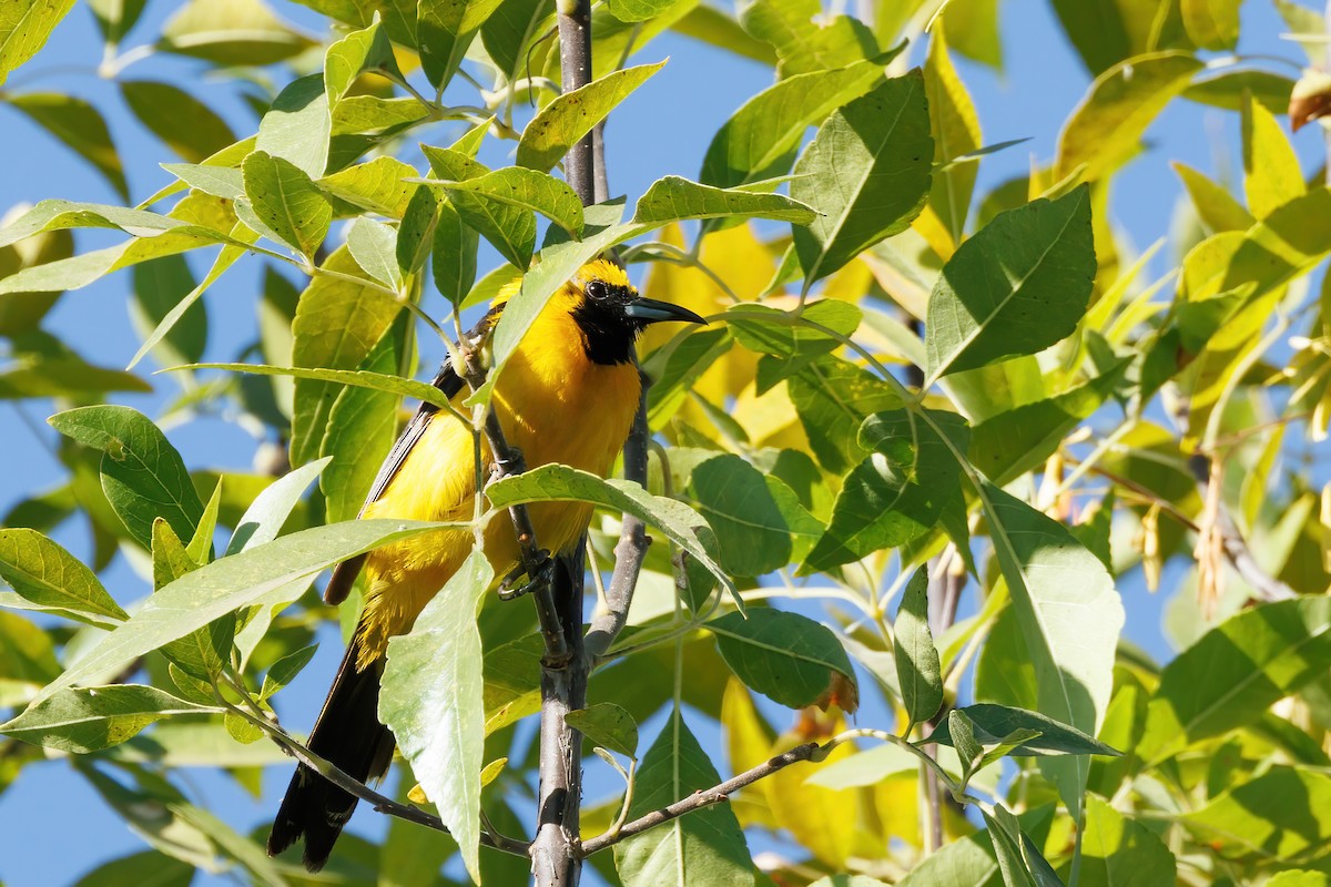 Hooded Oriole - ML641407547