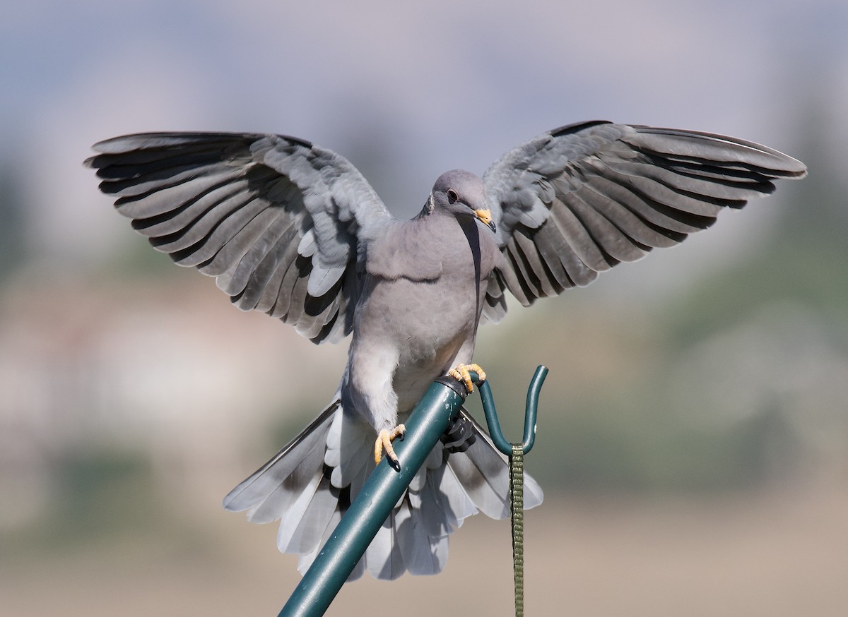 Band-tailed Pigeon - ML641407548