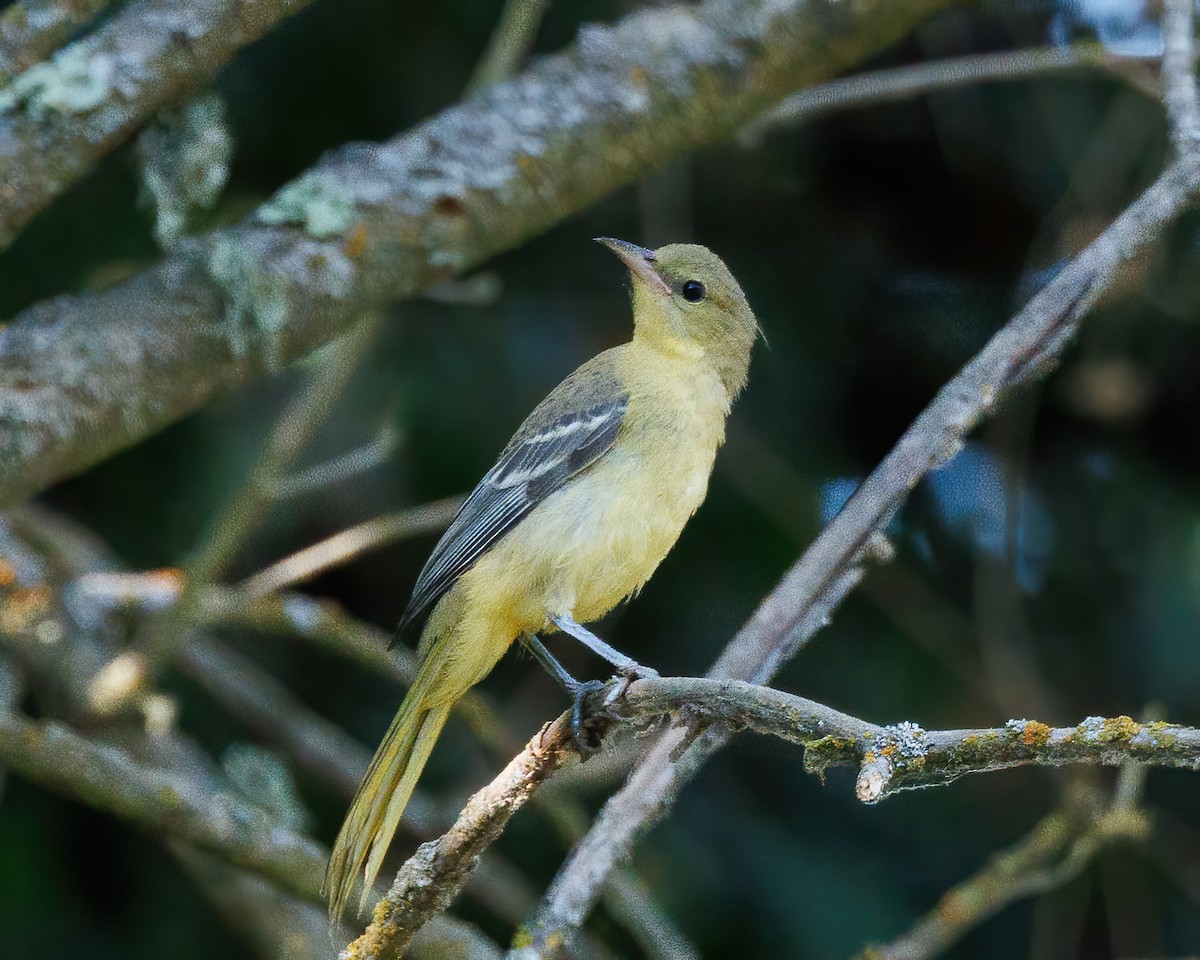 Hooded Oriole - ML641407550
