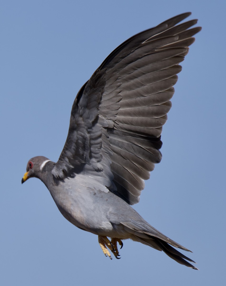 Band-tailed Pigeon - ML641407557