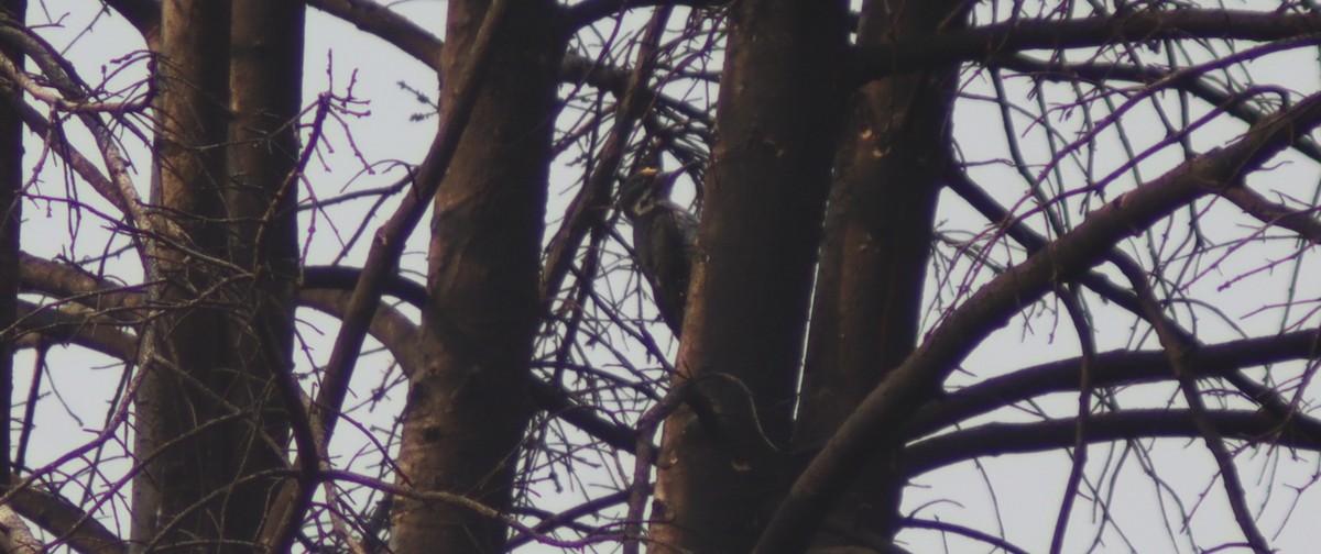 Black-backed Woodpecker - ML641407569