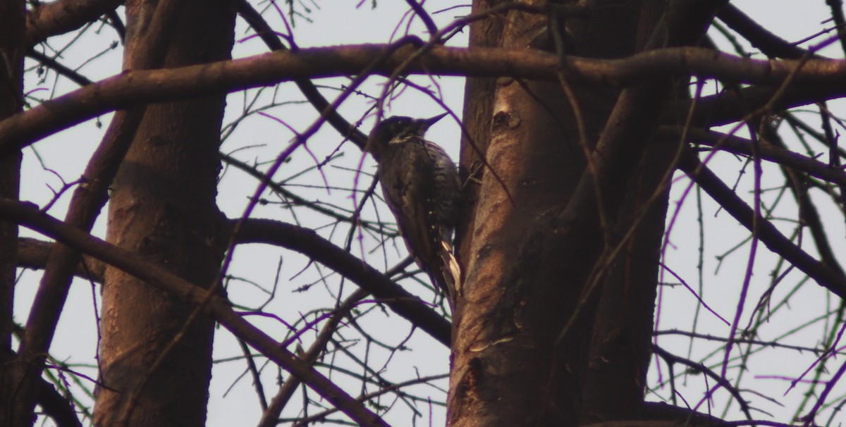 Black-backed Woodpecker - ML641407575