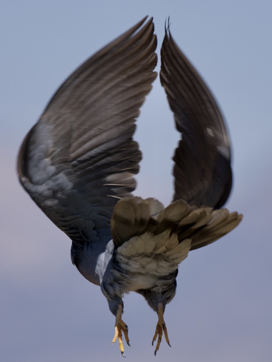 Band-tailed Pigeon - ML641407586