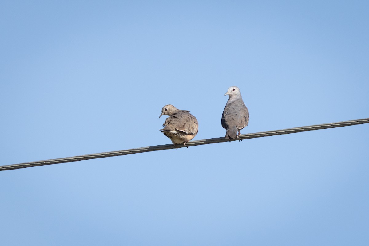 Plain-breasted Ground Dove - ML641407591