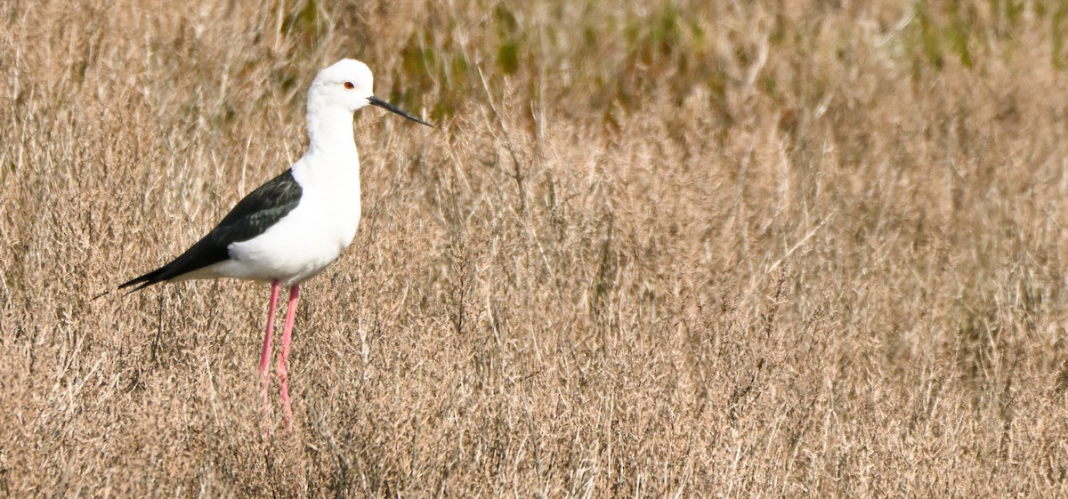 Black-winged Stilt - ML641407594