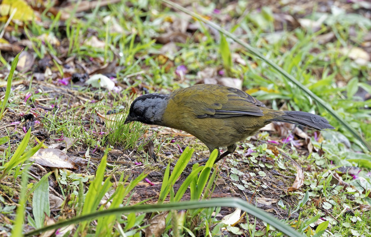 Large-footed Finch - ML641407595