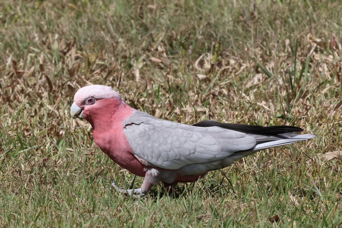 Galah - ML641407601