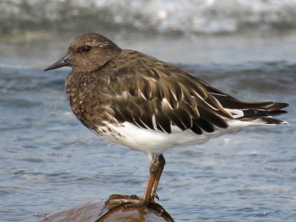 Black Turnstone - ML641407603
