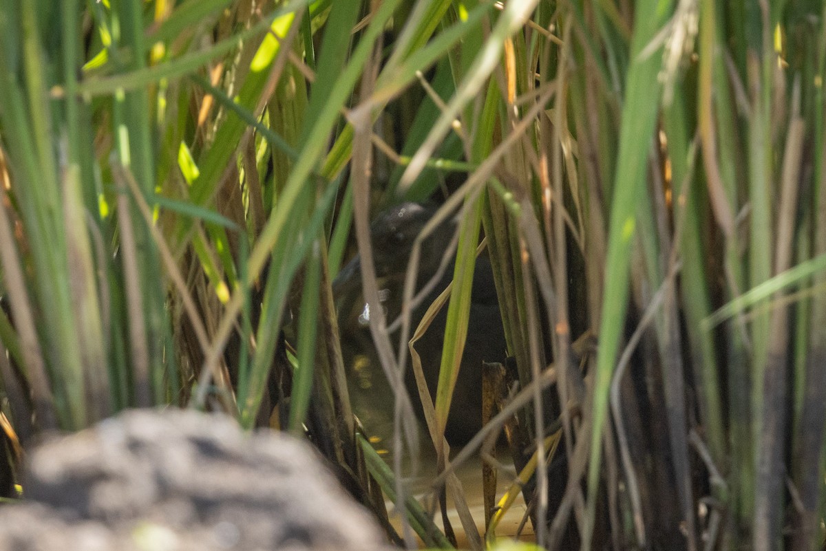 Spotted Rail - ML641407610