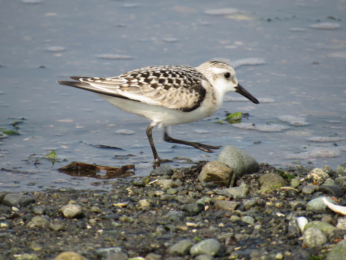 Sanderling - ML641407612