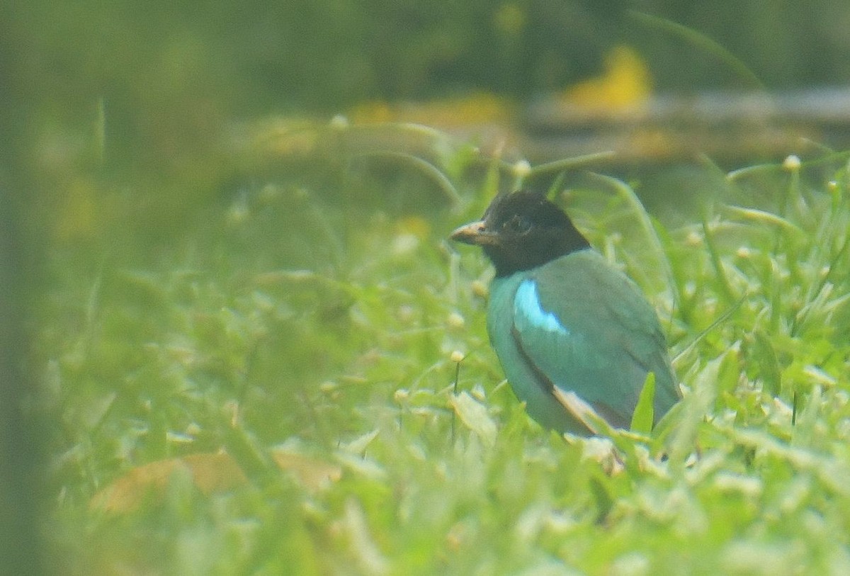 Western Hooded Pitta (Sunda) - ML641407626