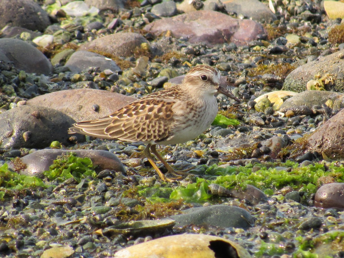 Least Sandpiper - ML641407643