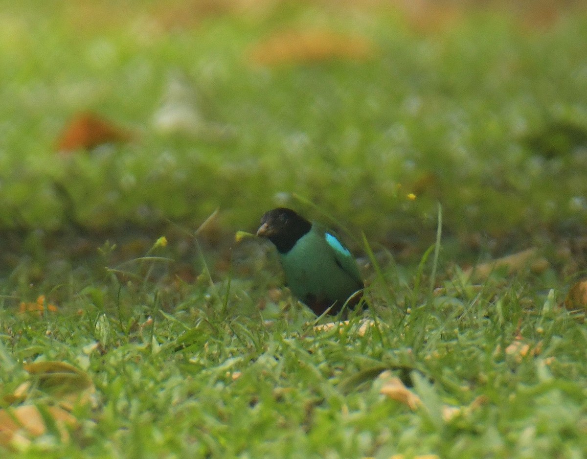 Western Hooded Pitta (Sunda) - ML641407646