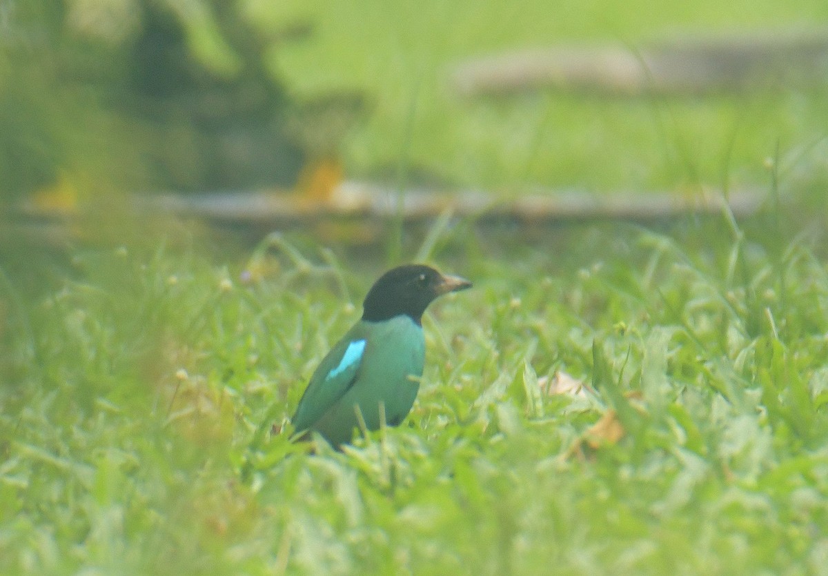 Western Hooded Pitta (Sunda) - ML641407650