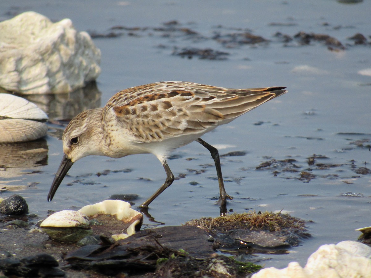 Western Sandpiper - ML641407654