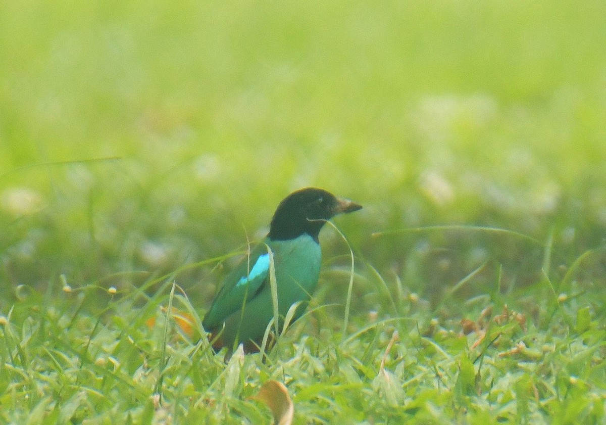 Western Hooded Pitta (Sunda) - ML641407656