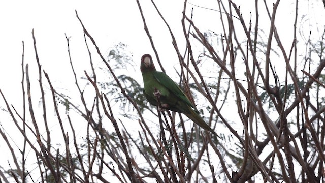 Mitred Parakeet - ML641407658
