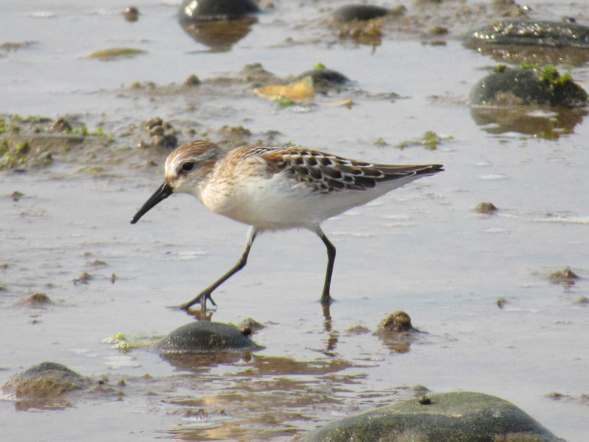 Semipalmated Sandpiper - ML641407664