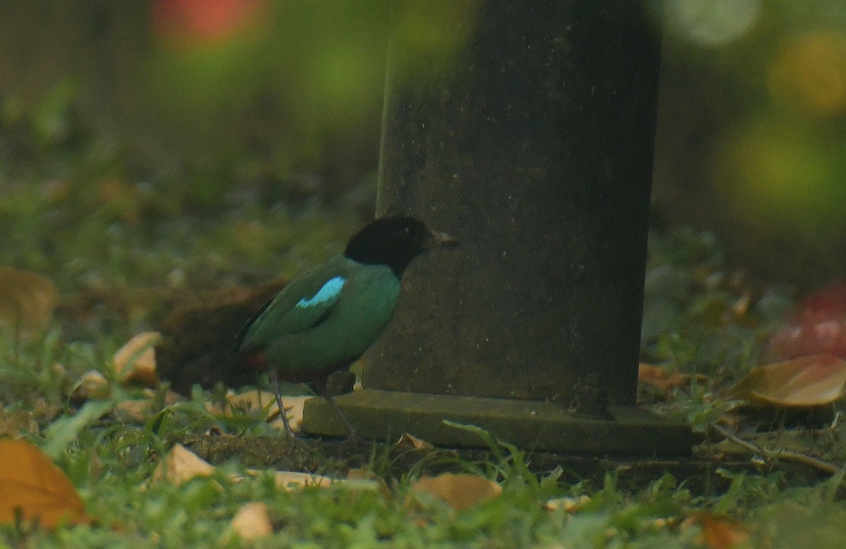 Western Hooded Pitta (Sunda) - ML641407666