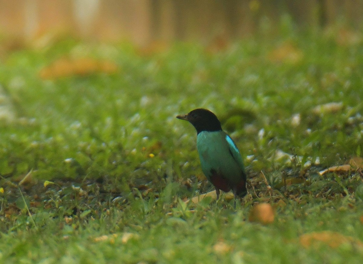 Western Hooded Pitta (Sunda) - ML641407672