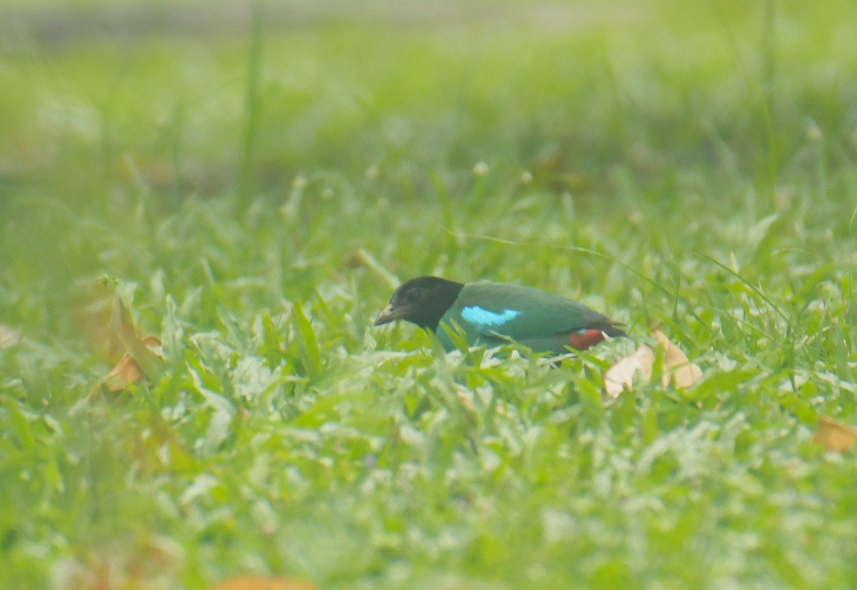 Western Hooded Pitta (Sunda) - ML641407675