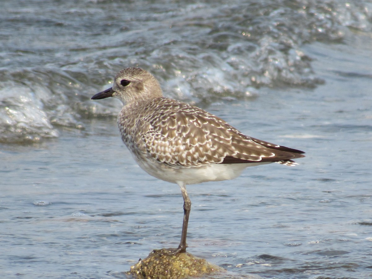 Black-bellied Plover - ML641407678