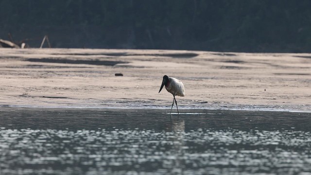 Jabiru - ML641407683