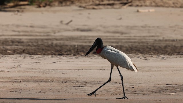 Jabiru - ML641407684