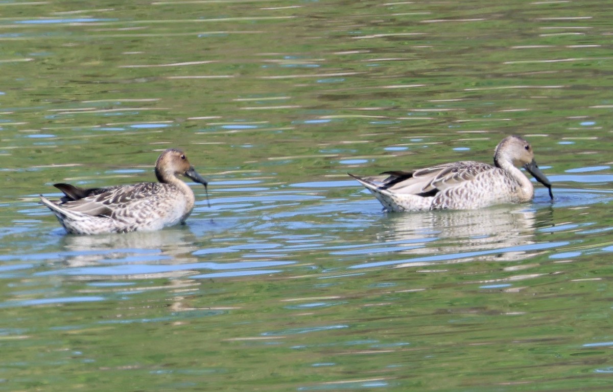 Northern Pintail - ML641407693