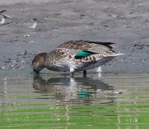 Green-winged Teal - ML641407700