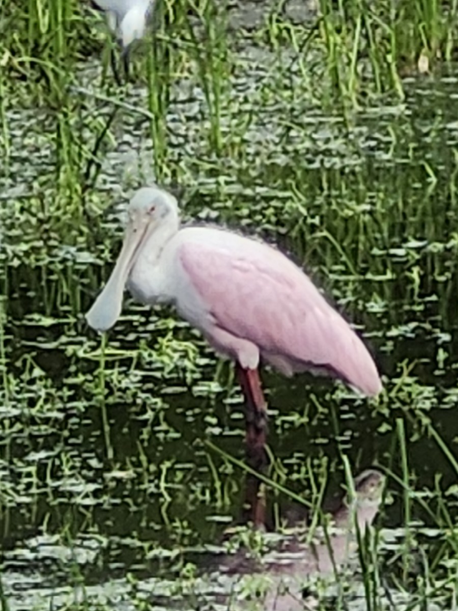 Roseate Spoonbill - ML641407747