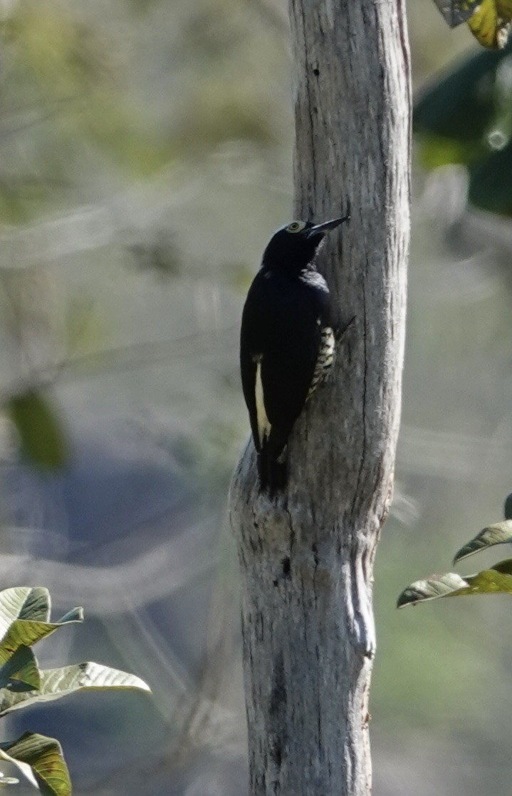 Yellow-tufted Woodpecker - ML641407753