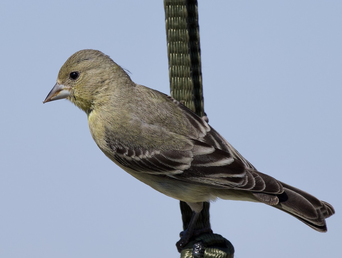 Lesser Goldfinch - ML641407755