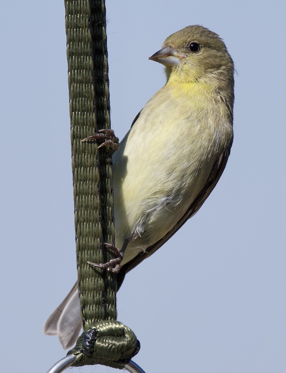 Lesser Goldfinch - ML641407764