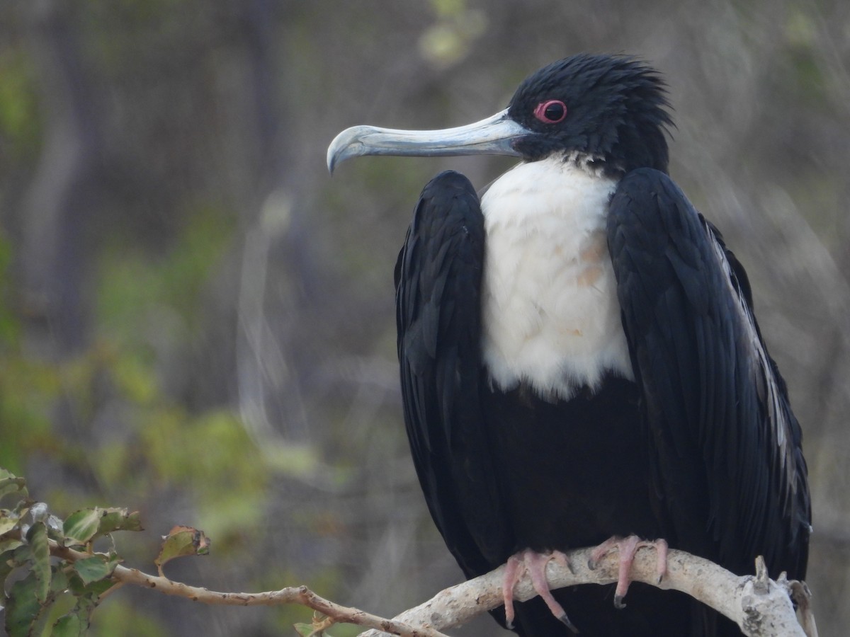 Great Frigatebird - ML641407768