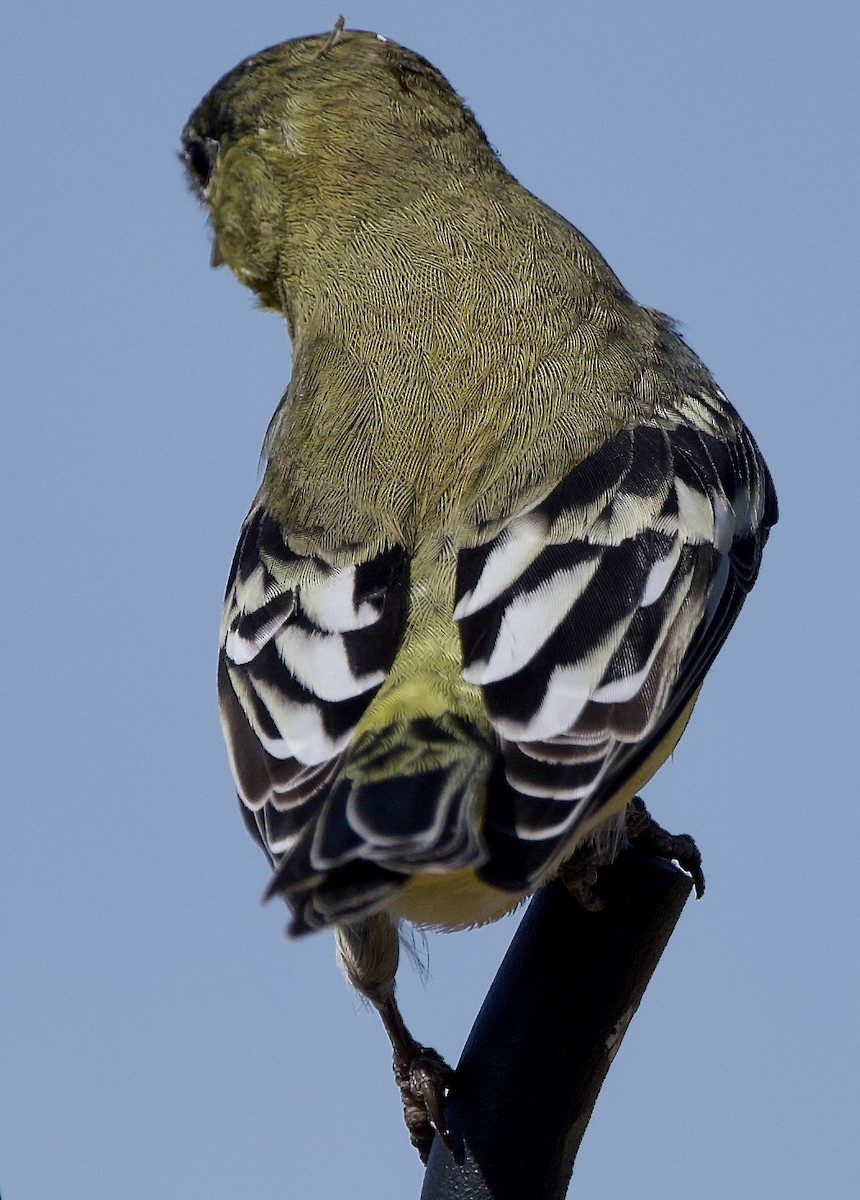 Lesser Goldfinch - ML641407793
