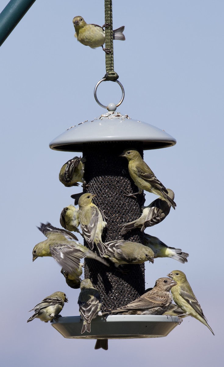 Lesser Goldfinch - ML641407798