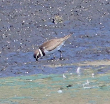 Semipalmated Plover - ML641407803