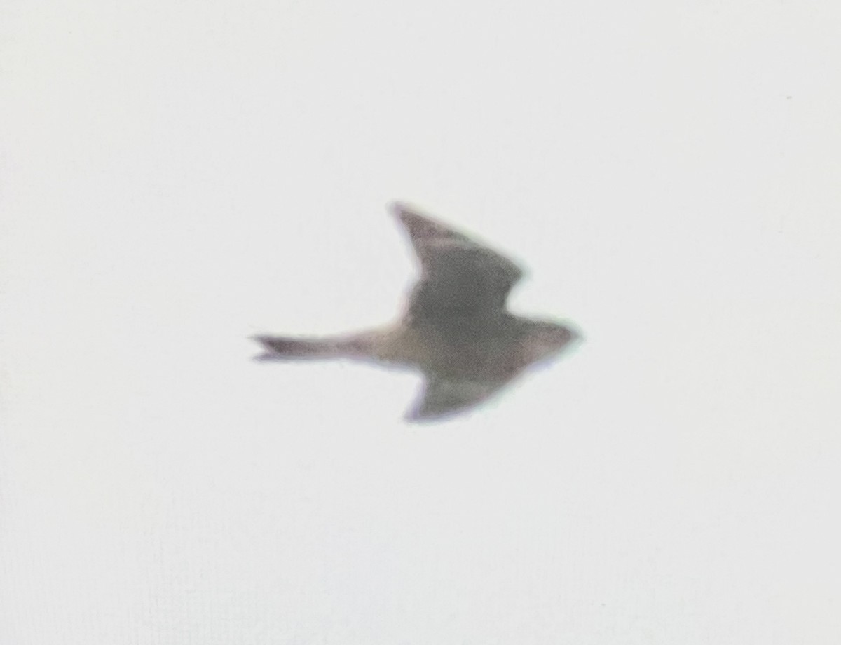 Common Nighthawk - ML641407808