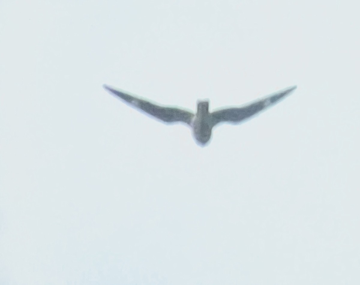 Common Nighthawk - ML641407809