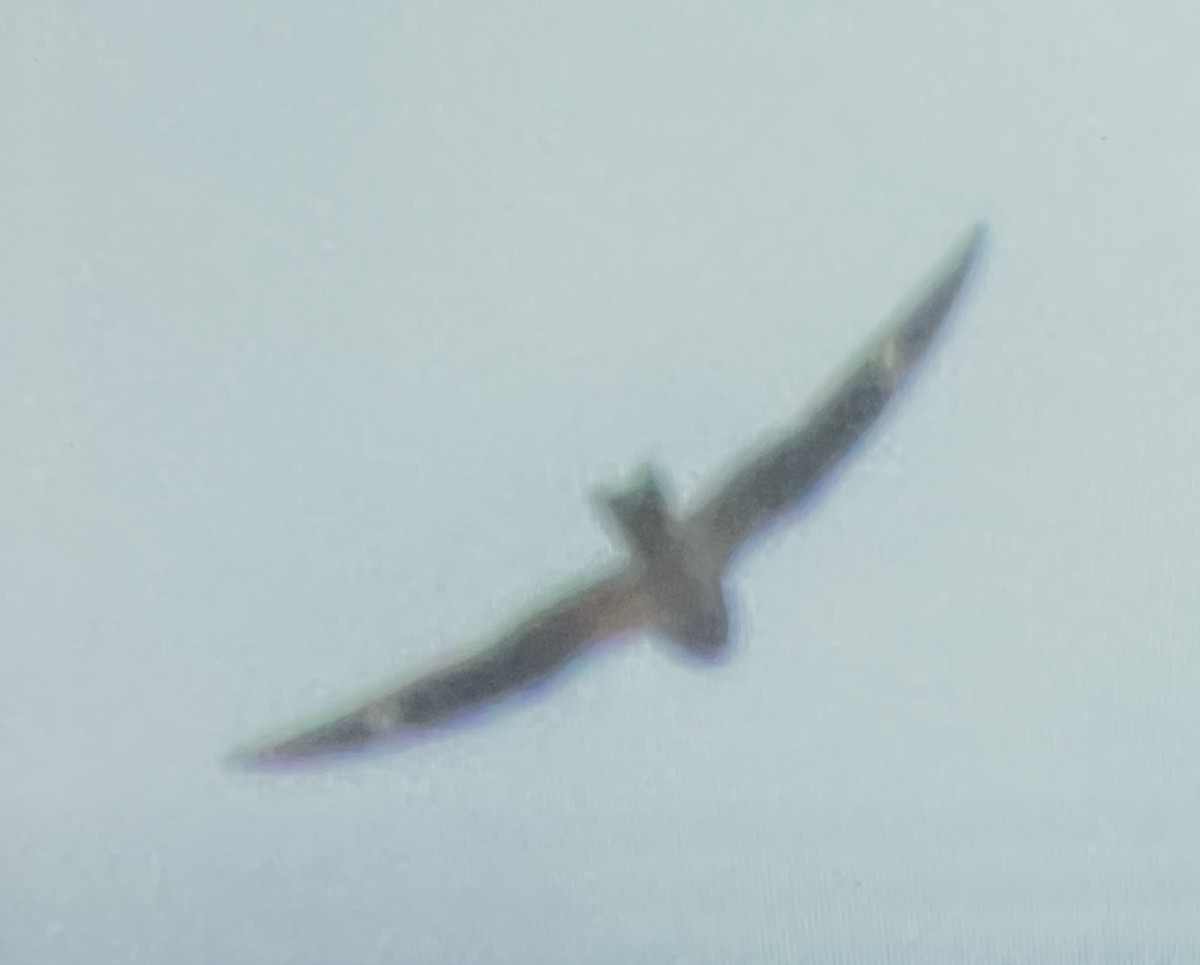 Common Nighthawk - ML641407810