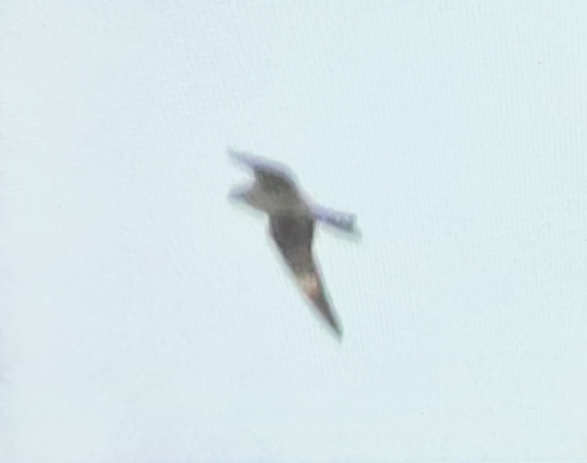 Common Nighthawk - ML641407811
