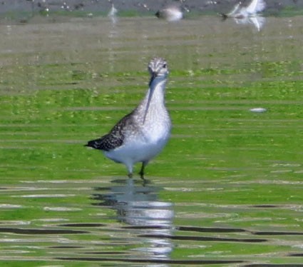 Lesser Yellowlegs - ML641407827