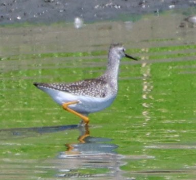 Lesser Yellowlegs - ML641407828