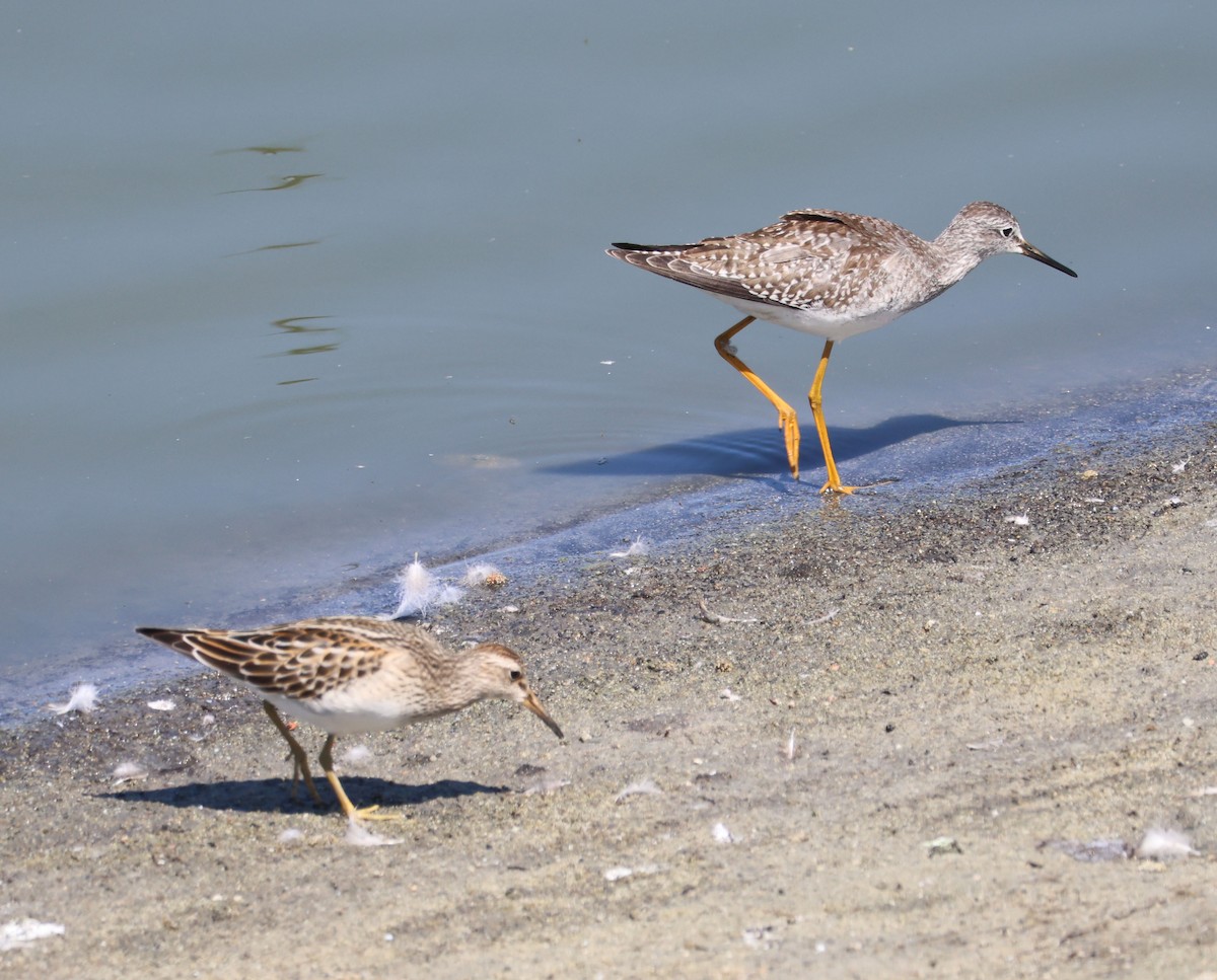 Lesser Yellowlegs - ML641407829